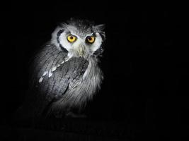 Ptilopsis leucotis hibou africain isolé sur noir photo