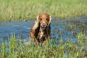 chien chiot cocker jouant dans l'eau photo