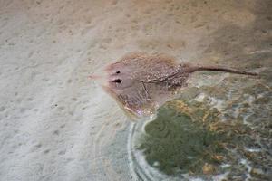 poisson torpille dans la mer photo