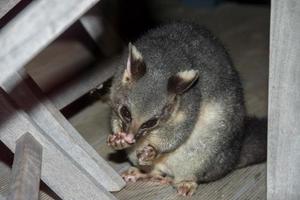 raton laveur possum à queue brosse dans l'île kangourou photo