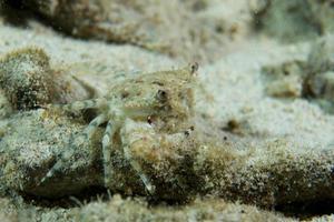 un crabe à cebu philippines photo