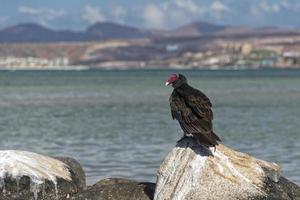 Buse à tête rouge sur les rochers de la mer photo