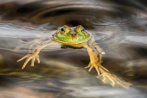 portrait de grenouille en vous regardant photo