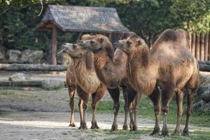 portrait de trio de chameau brun photo