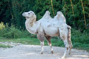 chameau blanc portrait en gros plan photo