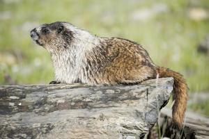 portrait de marmotte canadienne photo