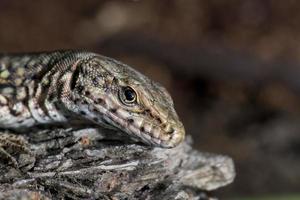 lézard isolé vous regarde macro photo