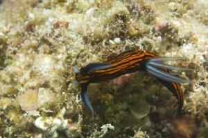 un nudibranche coloré à cebu aux philippines photo