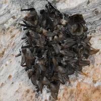 groupe de chauves-souris suspendu à une mine de sel photo