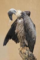 vautour isolé, buse vous regardant photo