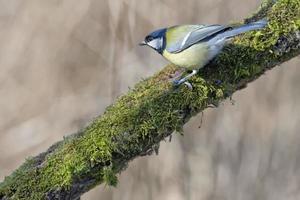 mésange charbonnière photo