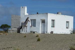Cheval sauvage blanc sur maison blanche en argentine fond de ciel bleu photo