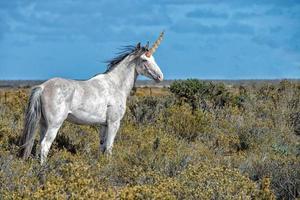 cheval sauvage blanc sur fond de ciel bleu photo