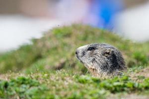 portrait de marmotte de porc au sol tout en vous regardant photo