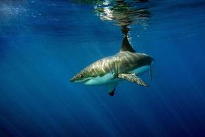 grand requin blanc prêt à attaquer photo