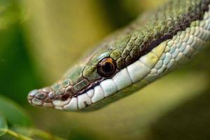 macro de coureur de serpent vert baron photo