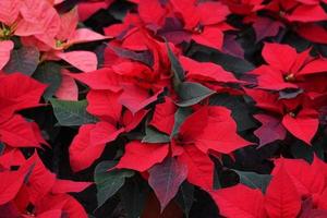 poinsettia étoile de noël détail de la plante photo