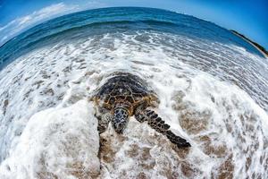 Tortue verte arrivant à terre à Hawaii photo