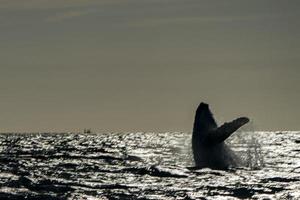 Déplacement d'image artistique de baleine à bosse violant à Cabo San Lucas photo