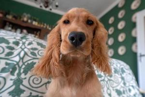 chiot cocker spaniel se détendre et dormir sur un canapé photo