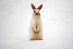 lapin de pâques isolé sur neige blanche photo