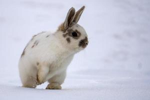 lapin de pâques isolé sur neige blanche photo