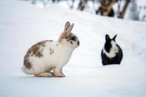 lapin de pâques isolé sur neige blanche photo