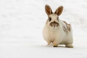 lapin de pâques isolé sur neige blanche photo