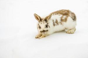 lapin de pâques isolé sur neige blanche photo