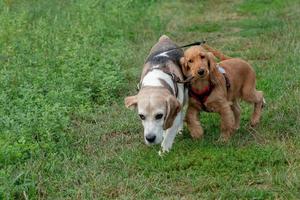 chiot cocker spaniel courir sur l'herbe avec un autre chien photo