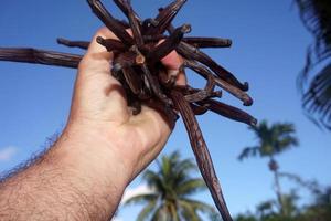 plantation de vanille sur l'île de tahaa en polynésie française photo
