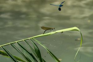 ailes ouvertes macro libellule bleue photo