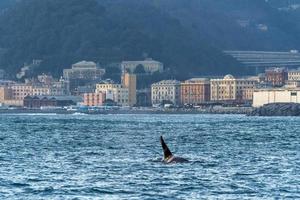 Orca orque à l'intérieur du port de Gênes en mer méditerranée photo