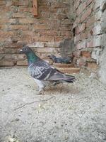 un pigeon debout sur le sable dans une cage en brique photo