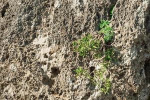 rocher de grès avec de jeunes buissons en croissance. concept de fond ou idée pour l'intérieur photo