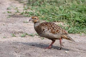 francolin gris ou ortygornis pondicerianus observé à hampi en inde photo