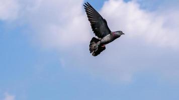 pigeon volant dans le ciel bleu photo