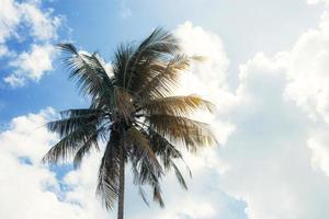 palmier au soleil. photo