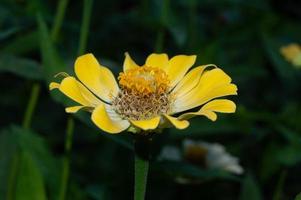 zinnias fleurissant dans le jardin. cette fleur a une couronne de fleurs très fine et rigide semblable à une feuille de papier. zinia se compose de 20 espèces de plantes photo