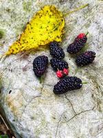 fond de mise en page créative de fruits de mûrier dans le jardin photo