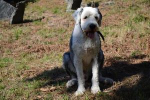 modèle de chien d'un jour photo