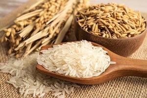 riz blanc au jasmin dans un bol en bois avec grain d'or de la ferme agricole. photo