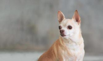 chien chihuahua cheveux courts brun sur fond de mur de ciment, regardant en arrière. photo prise dans la tête avec espace de copie.