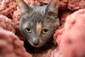 chat effrayé enveloppé dans un plaid tricoté et doux et avec suspicion regarde la caméra. photo