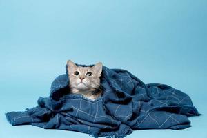 joli chat enveloppé dans une couverture chaude, levant les yeux avec intérêt. espace de copie. fond bleu. photo