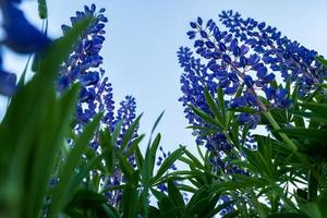 magnifiques lupins en fleurs contre le ciel bleu. belles fleurs vivaces de couleur violet vif, un jour d'été. photo