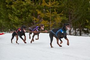 Chien doberman en cours d'exécution sur les courses de chiens de traîneau photo