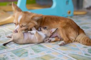 Close up chihuahua chiot chien jouant sur le sol photo