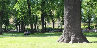 chêne puissant dans le parc photo