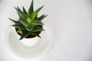 vue ci-dessus d'un beau cactus dans un pot blanc avec un fond blanc. photo